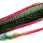 Golden Pheasant Red Spears