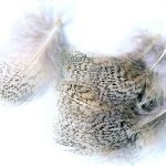 Partridge 1gm Pack of Hackles