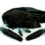 Grouse Wings