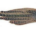 Hen Pheasant Complete Tail