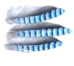Jay Wing Hackles