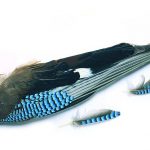 Jay Wings