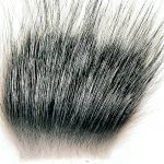 Silver Fox