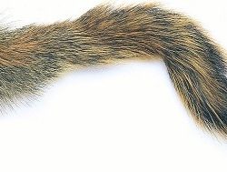 Pine Squirrel Tail