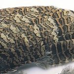 Woodcock Wings