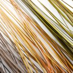 Stripped Quills by Fulling Mill