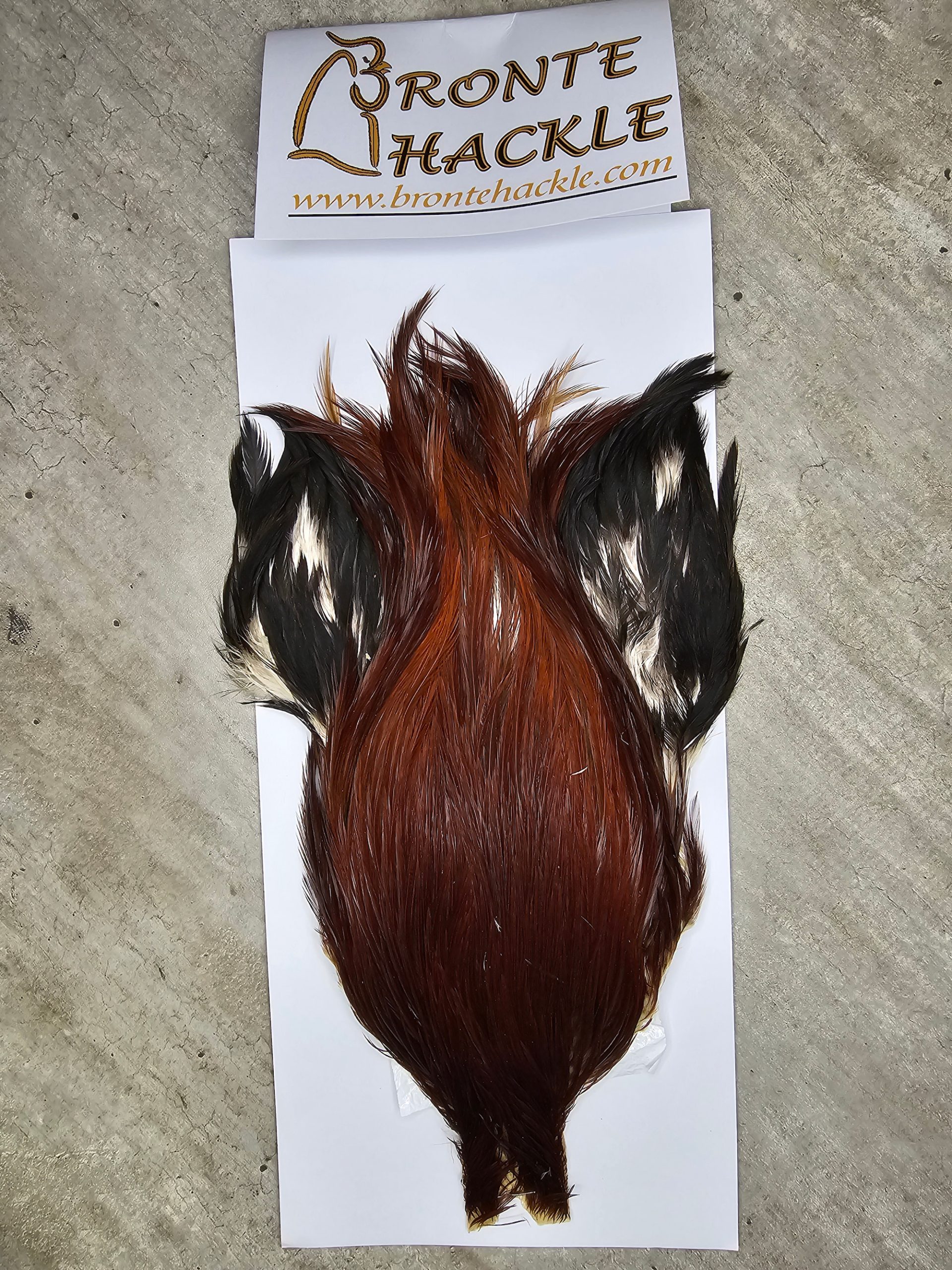 Bronte Hackle Cock Cape   cc-2026-67