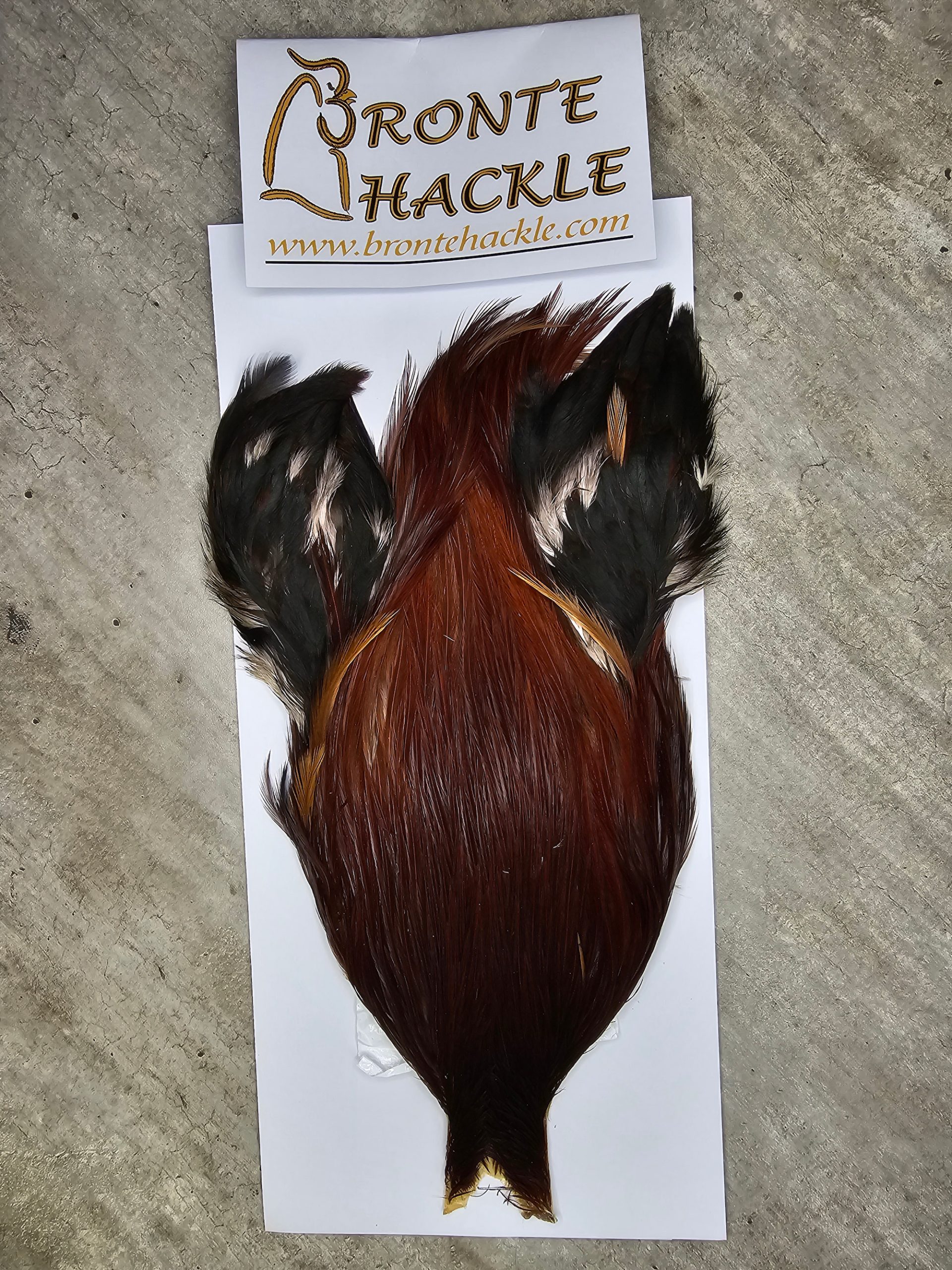 Bronte Hackle Cock Cape   cc-2026-68